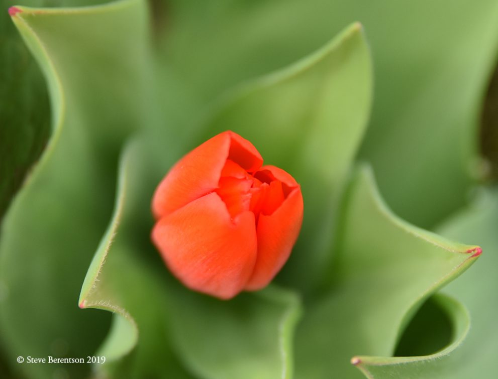 Tiny tulip