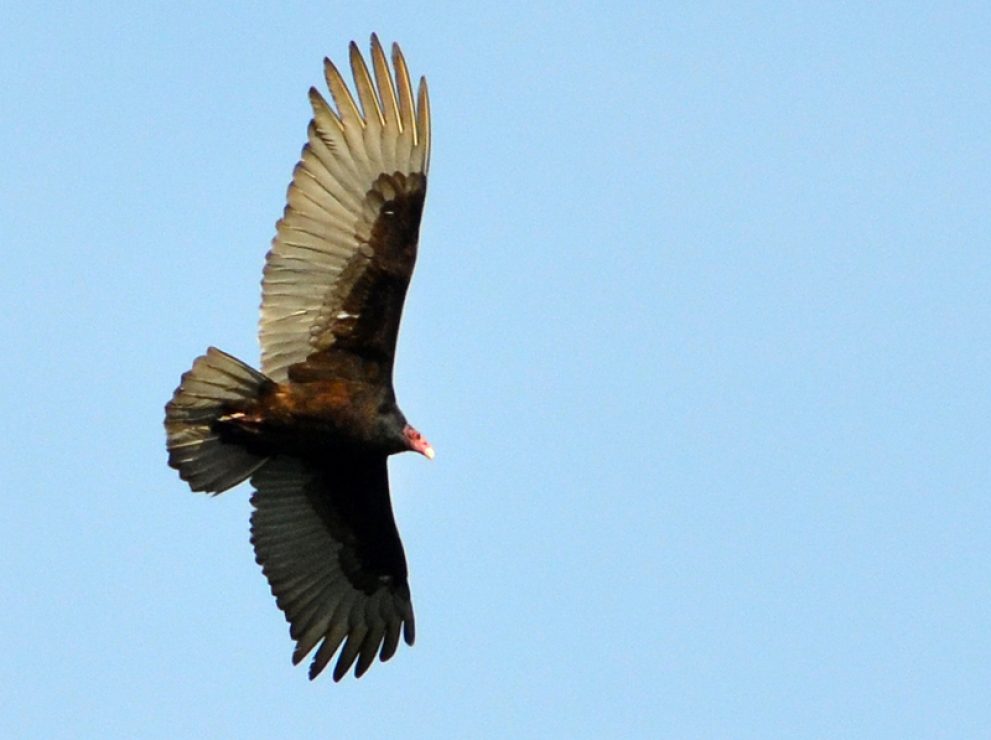 Vulture soars over bay