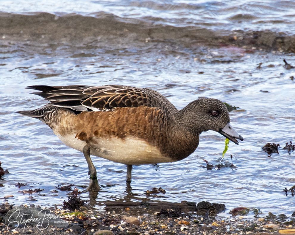 Wigeon enjoys lunch at the beach