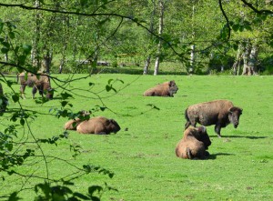 buffalo roam webDSC_1832