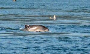 dolphin webDSC_9463