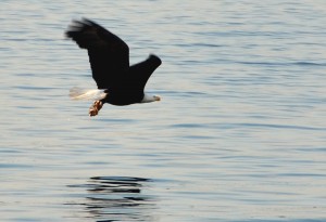 eagle on water webDSC_3798