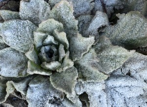 frosty bloom webDSC_7088