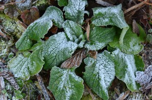 frosty leaves webDSC_7092
