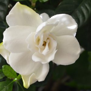 gardenia one webDSC_3092