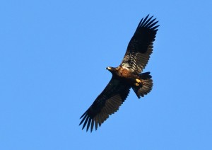golden eagle webDSC_9764