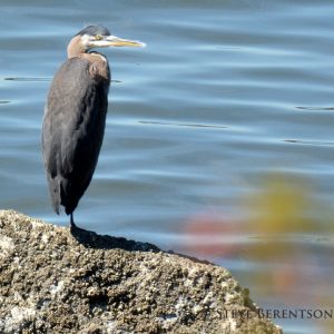heron on rock webDSC_4704