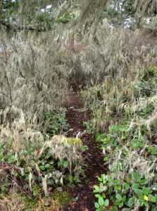 mossy trail webDSC_7582
