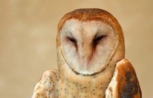 owl one webDSC_1840
