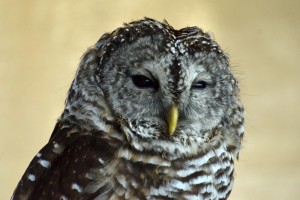owl three webDSC_1889