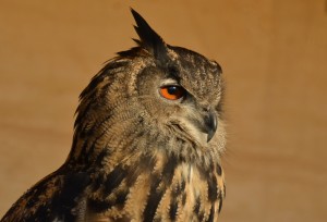 owl two webDSC_1857