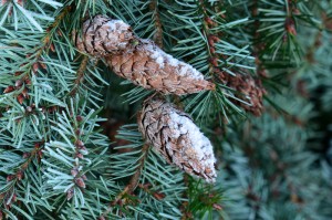 pinecones frost webDSC_7078