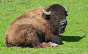 single buffalo webDSC_1825