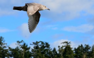skimming treetops gull webDSC_5432