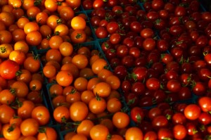tomatoes webDSC_6155